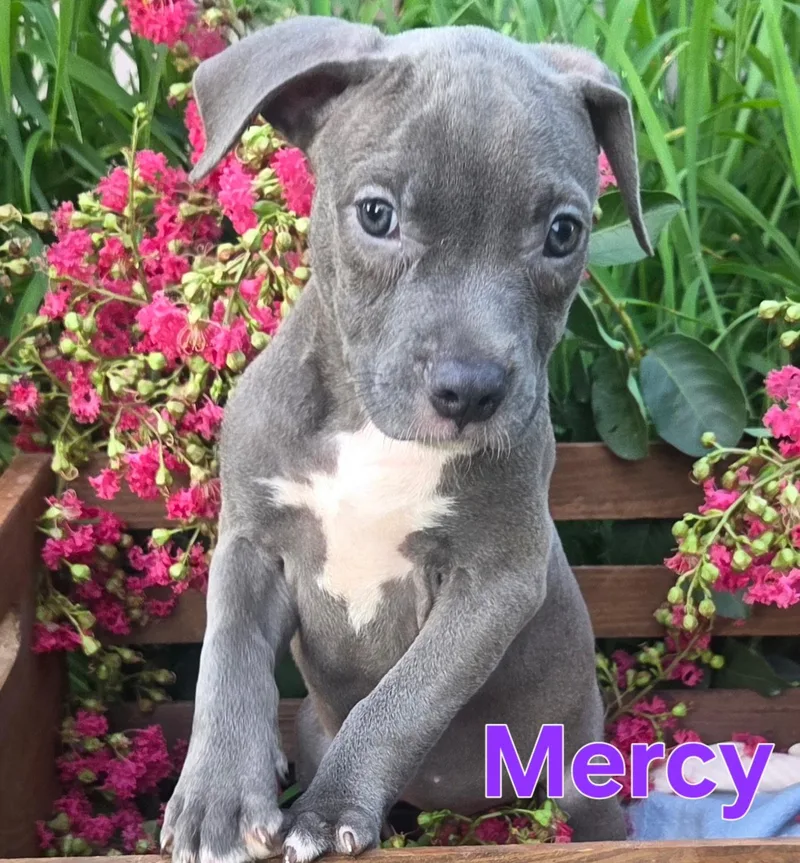 Mercy thumbnail 2