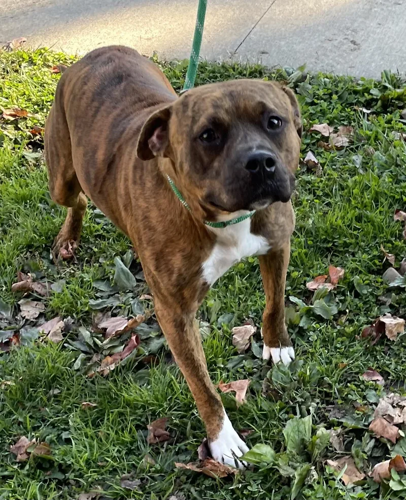 A young medium-sized female Pit Bull Terrier dog named Dalkah HOLD for adoption in Canton, OH