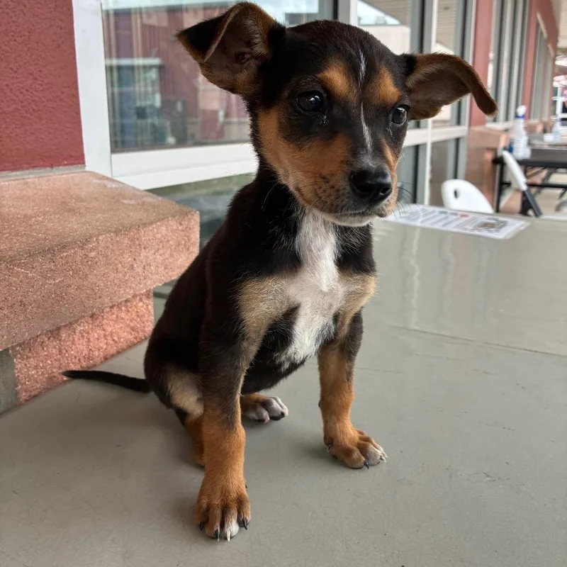 A baby small-sized female Black Terrier dog named Ollie for adoption in San Antonio, TX