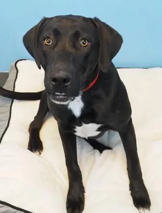 An adult large-sized female Labrador Retriever dog named Cocoa for adoption in New Orleans, LA