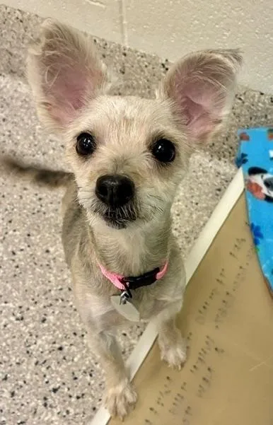 An adult small-sized female Yorkshire Terrier dog named Louise for adoption in Littleton, CO