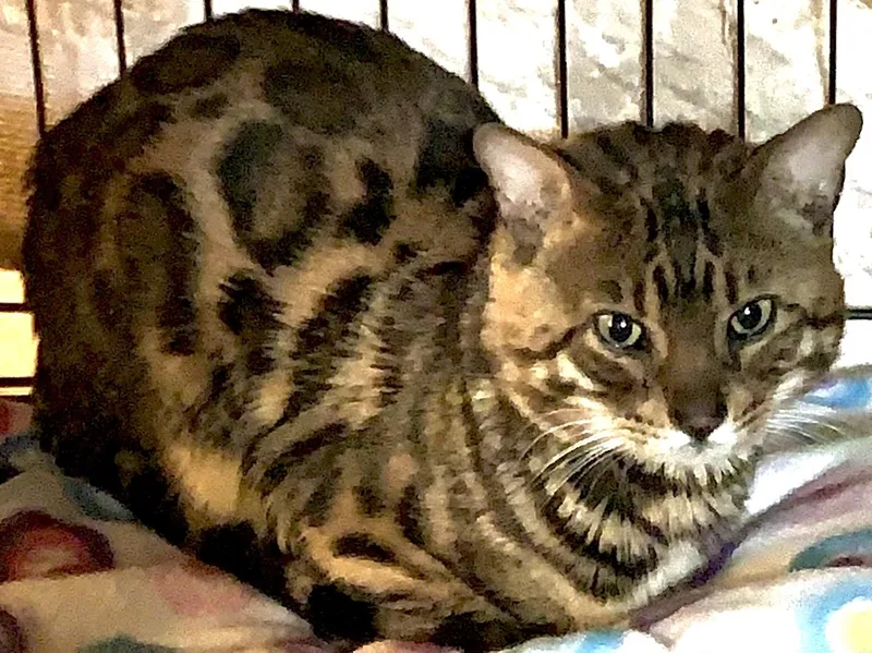 A young medium-sized male Tabby (Leopard / Spotted) Bengal cat named Dylan for adoption in Alexandria, VA