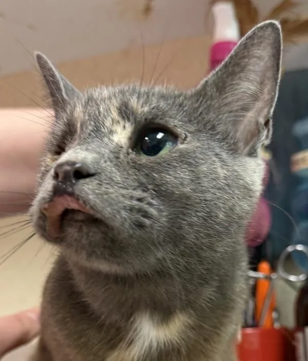 An adult small-sized female Domestic Short Hair cat named Jasmine for adoption in Salisbury, MD