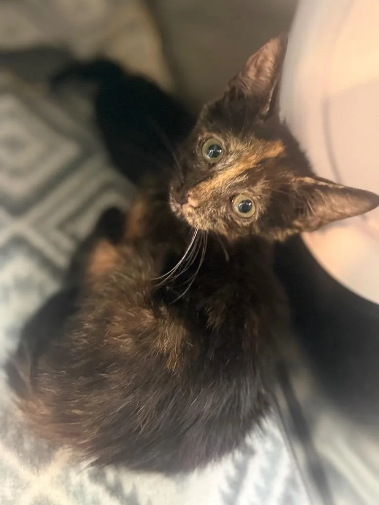 A baby small-sized female Domestic Short Hair cat named Petal for adoption in Waverly, TN