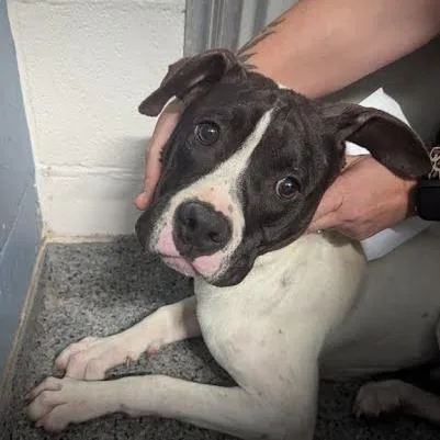 A young large-sized male White / Cream Mixed Breed dog named Lil Buddy for adoption in Jeffersonville, IN