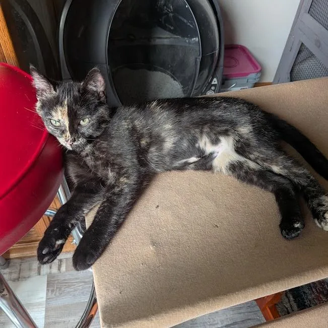 A baby small-sized female Calico Domestic Short Hair cat named Tortie for adoption in Sioux Falls, SD