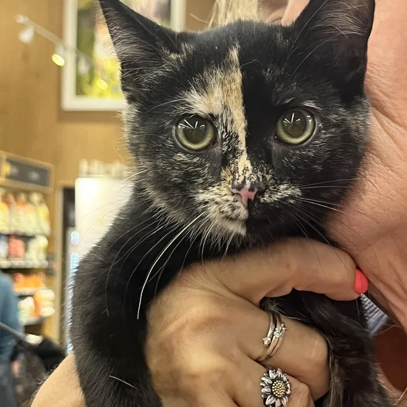 Tortie thumbnail 2