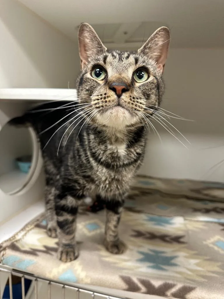 An adult medium-sized male Domestic Short Hair cat named Henri Forest for adoption in Johnson City, TN