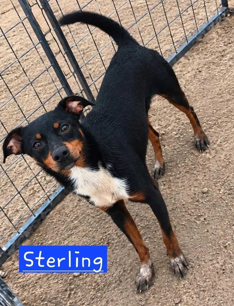 A baby small-sized male Rat Terrier dog named Sterling for adoption in Minneapolis, MN