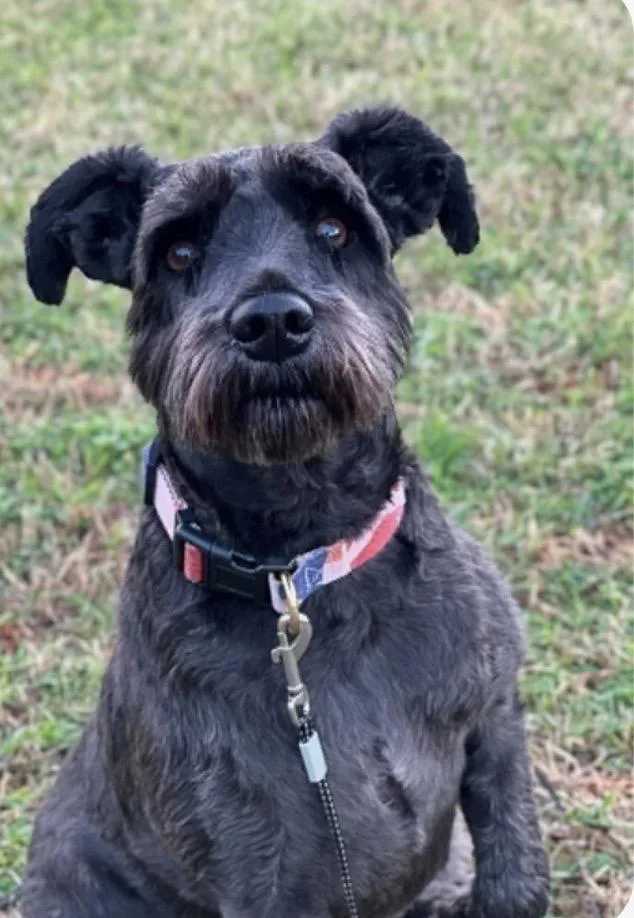 An adult small-sized male Black Miniature Schnauzer dog named Theo for adoption in Rock Hill, SC
