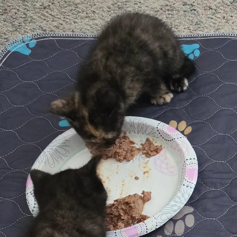 A baby small-sized female Tortoiseshell Domestic Short Hair cat named Audrey for adoption in Overland Park, KS
