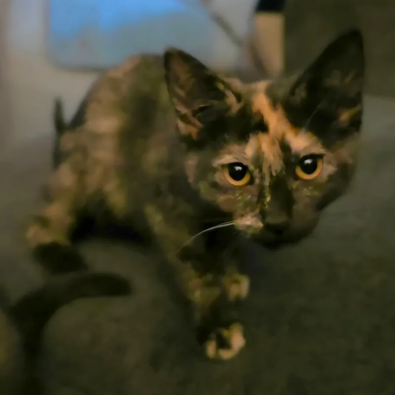 Audrey thumbnail 2