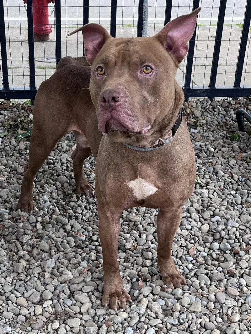 An adult medium-sized male Pit Bull Terrier dog named Congo for adoption in Buffalo, NY
