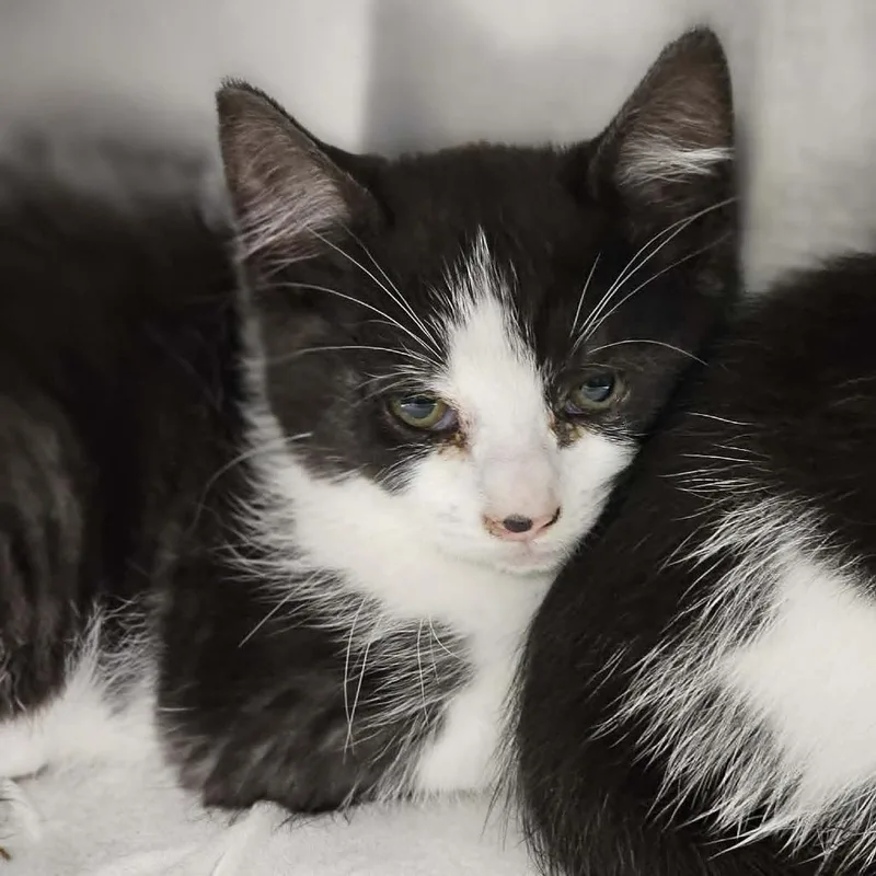 A baby small-sized female White Domestic Short Hair cat named Bluebell for adoption in Martinsville, VA