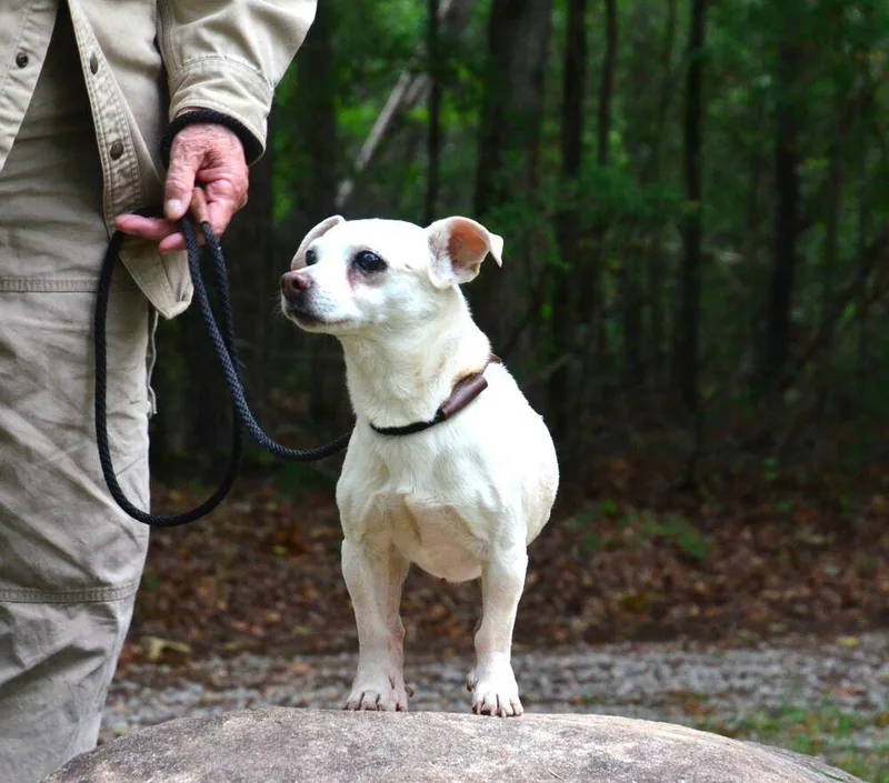 A senior small-sized male Chihuahua dog named Sebastian for adoption in Willingboro, NJ