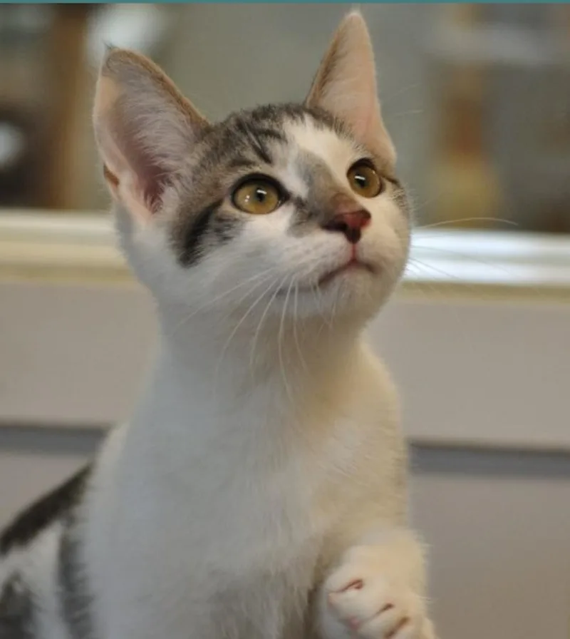 A young small-sized male Domestic Short Hair cat named Lionel for adoption in Indiana, PA