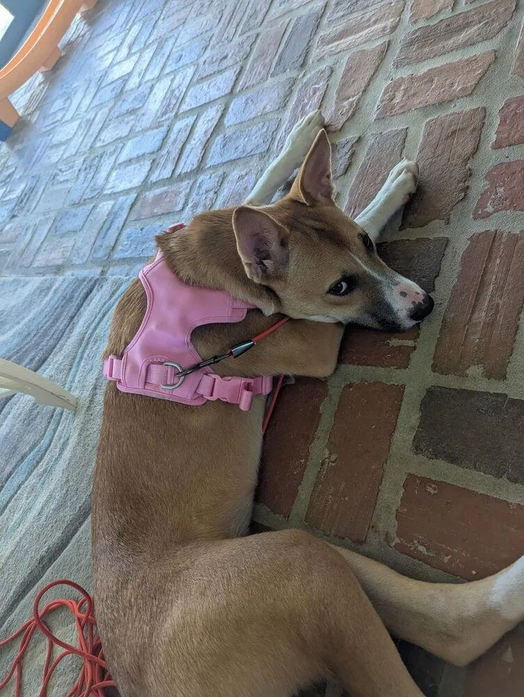 A young medium-sized female Mixed Breed dog named Luna for adoption in Palm Bay , FL
