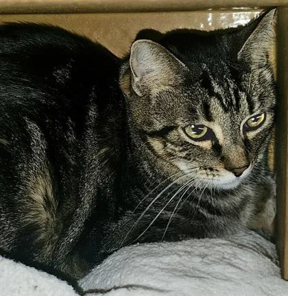 An adult small-sized female Domestic Short Hair cat named Vanilla for adoption in Phoenix, AZ