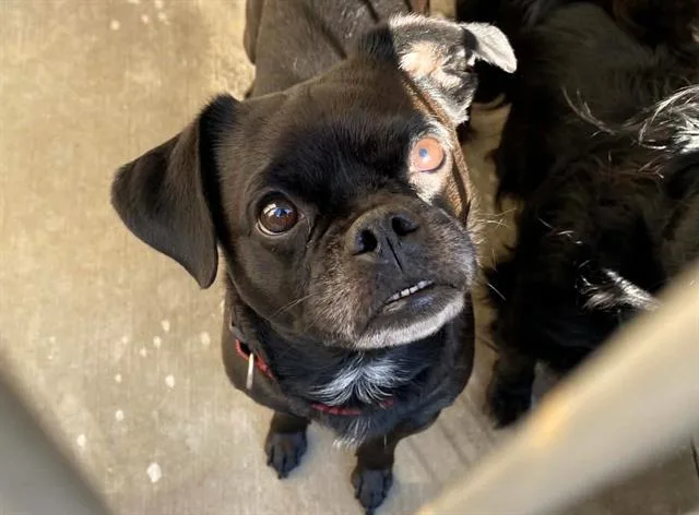 A young small-sized male Pug dog named Luke for adoption in Tustin, CA