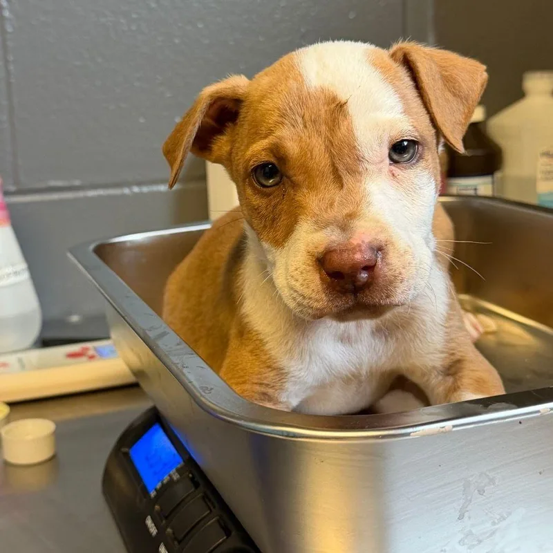 A baby small-sized male Yellow / Tan / Blond / Fawn Mixed Breed dog named Crush for adoption in Buffalo, MN