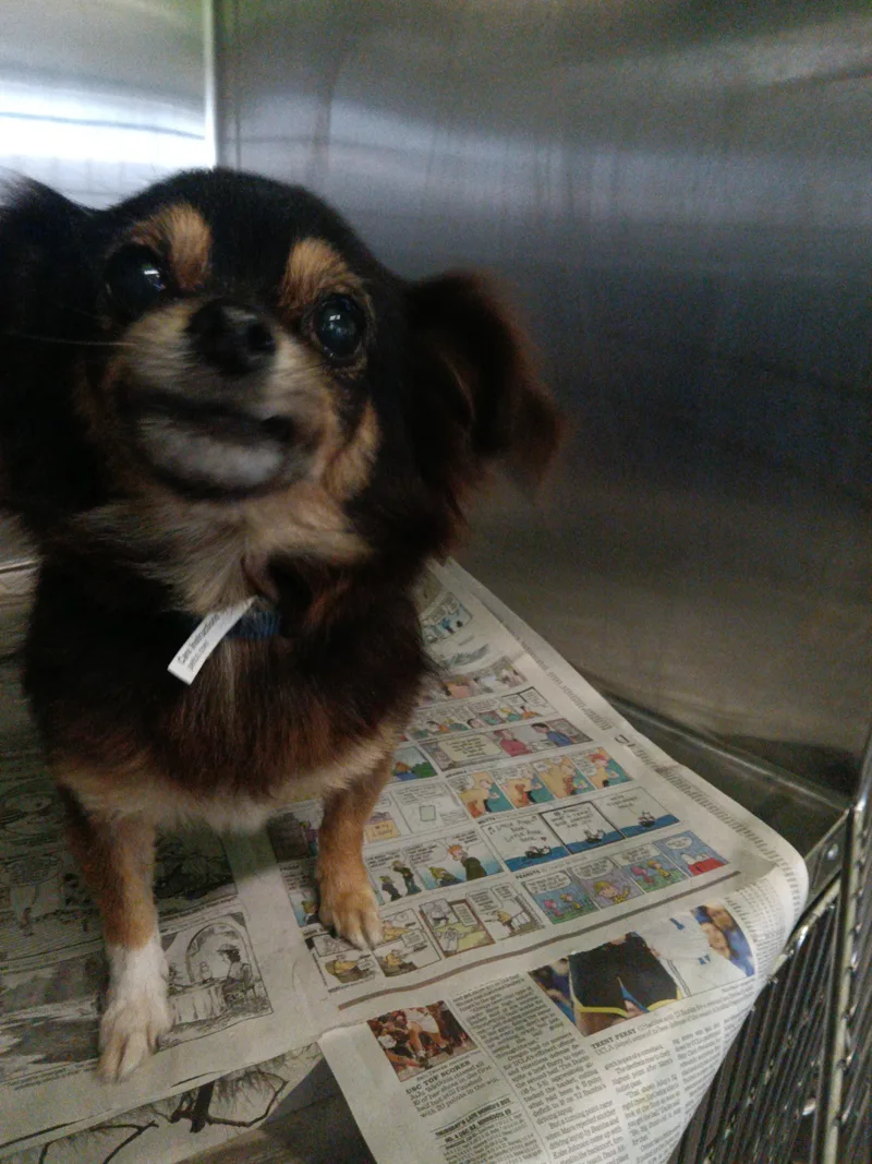 An adult small-sized female Chihuahua dog named Nena for adoption in Los Angeles, CA