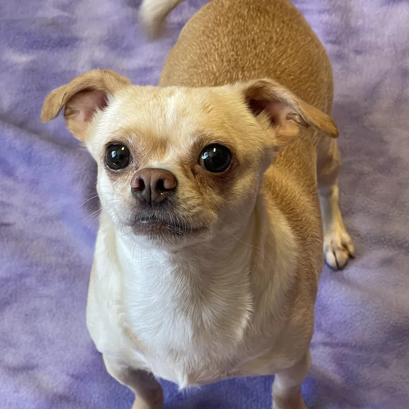 An adult small-sized female Chihuahua dog named Luna for adoption in Lacon, IL