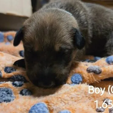 Shep thumbnail 3