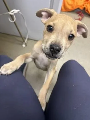A baby small-sized female Boxer dog named Hermoine for adoption in Palm Coast, FL