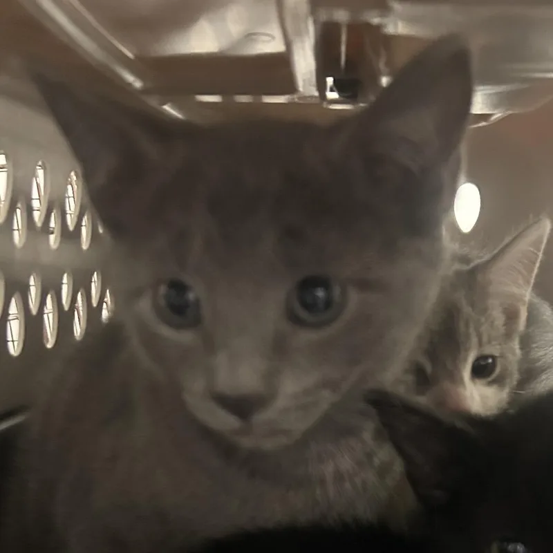 A baby small-sized male Gray / Blue / Silver Domestic Short Hair cat named Hera for adoption in Philadelphia, PA