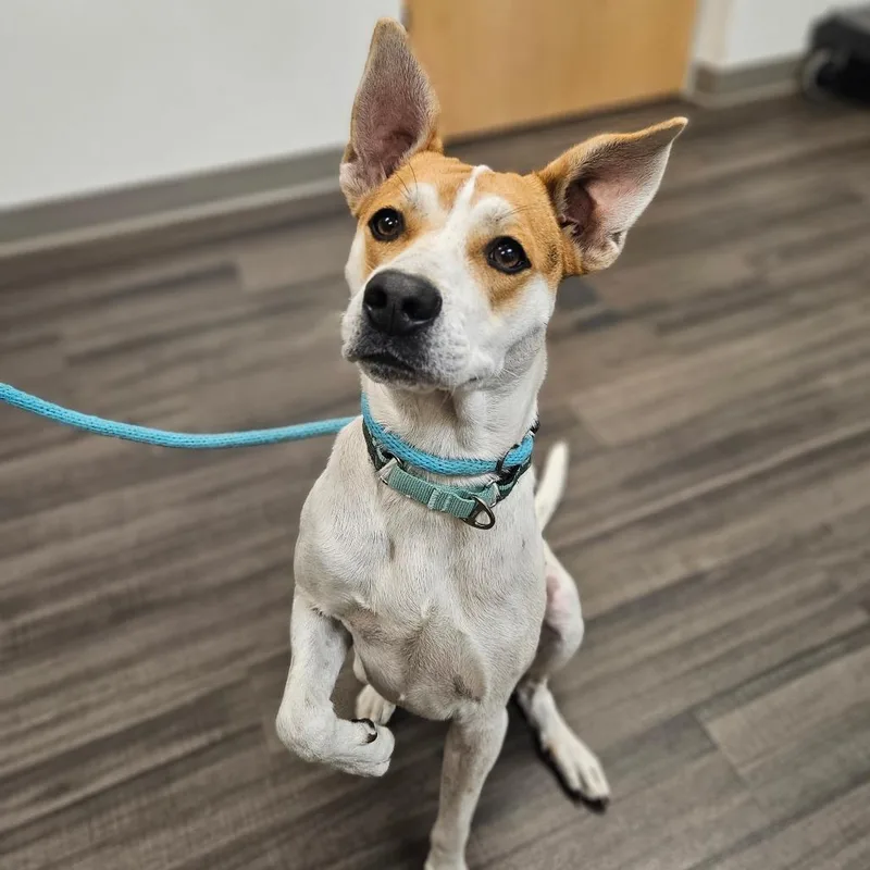 A young medium-sized female White / Cream Mixed Breed dog named Lala for adoption in Sarasota, FL