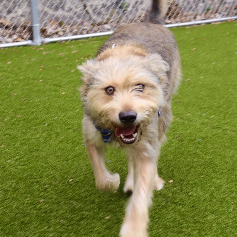 An adult large-sized male Brown / Chocolate Husky dog named Bear for adoption in Warwick, RI