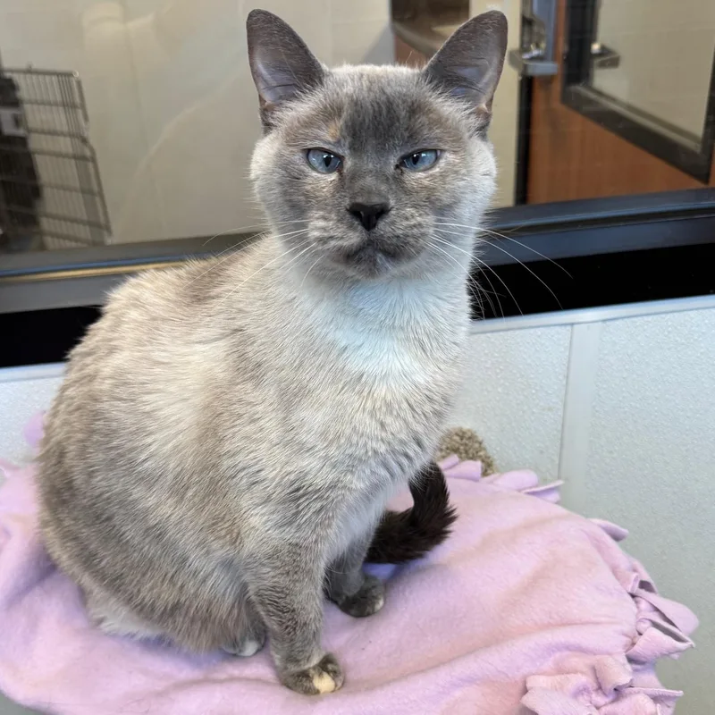 An adult medium-sized female Cream / Ivory Siamese cat named Coconut for adoption in Rochester, MN