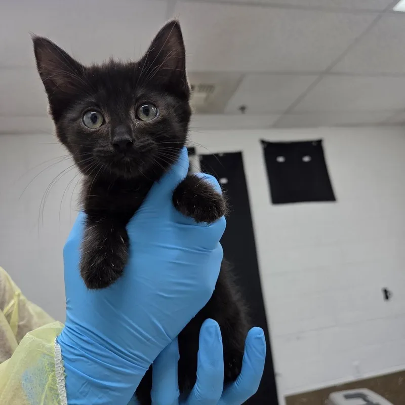 A baby small-sized female Black Domestic Short Hair cat named Platinum for adoption in Incline Village, NV