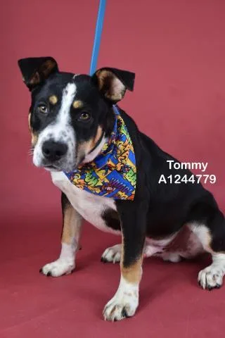 A young medium-sized male Australian Cattle Dog / Blue Heeler dog named Tommy for adoption in Bakersfield, CA