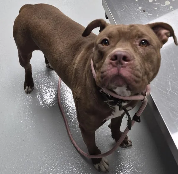 An adult large-sized male Pit Bull Terrier dog named Nc for adoption in Lawrenceville, GA