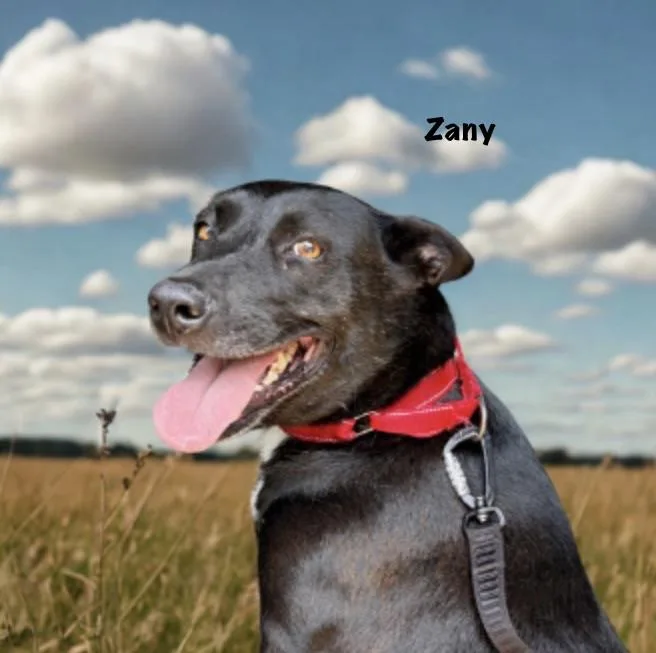 Zany thumbnail 3