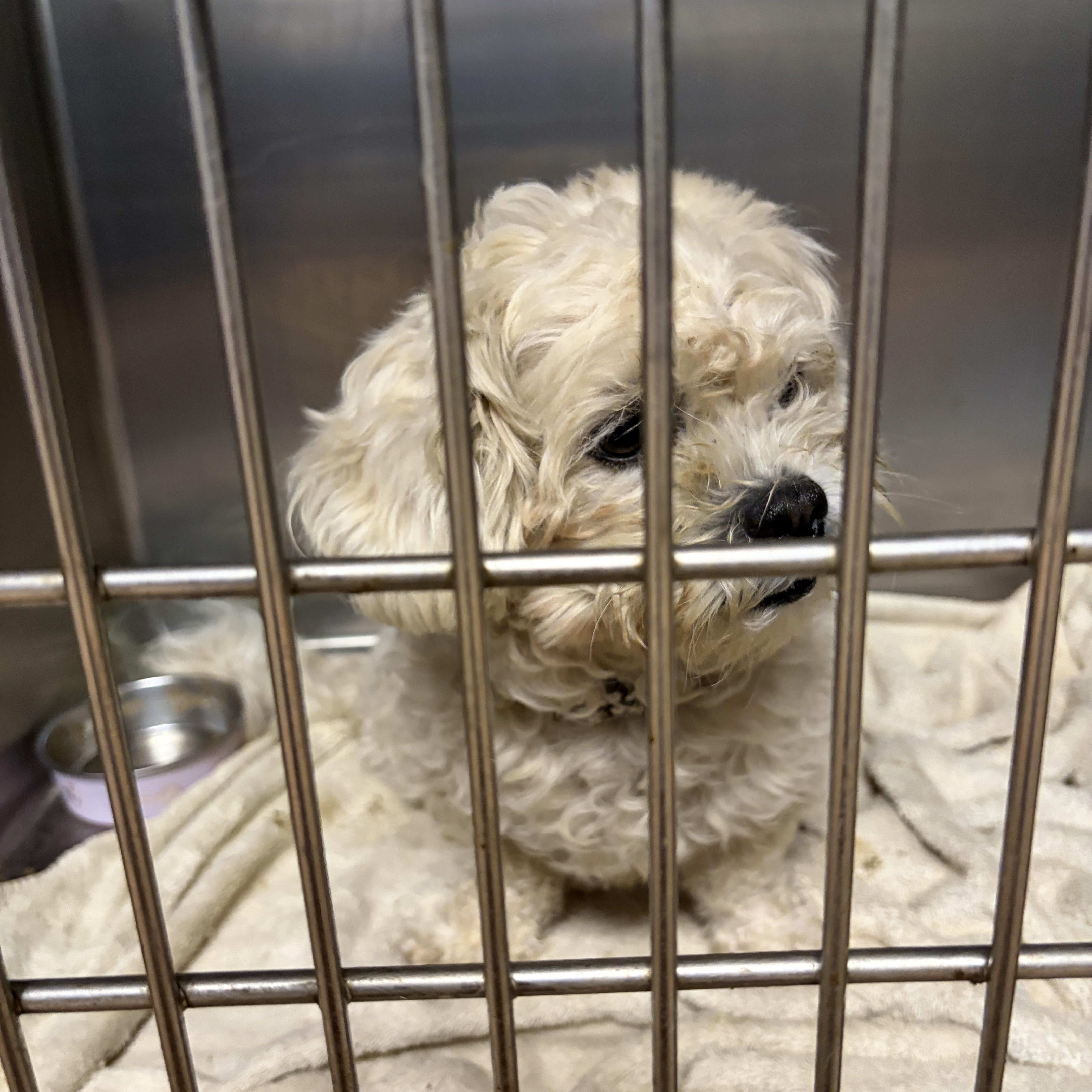 A young small-sized male Poodle dog named Ice for adoption in Warren, NJ