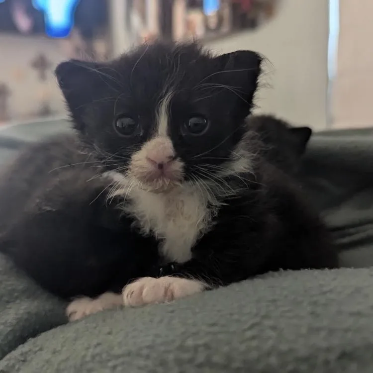 A baby small-sized female Black Domestic Short Hair cat named Lulu Bella for adoption in Long Beach, CA