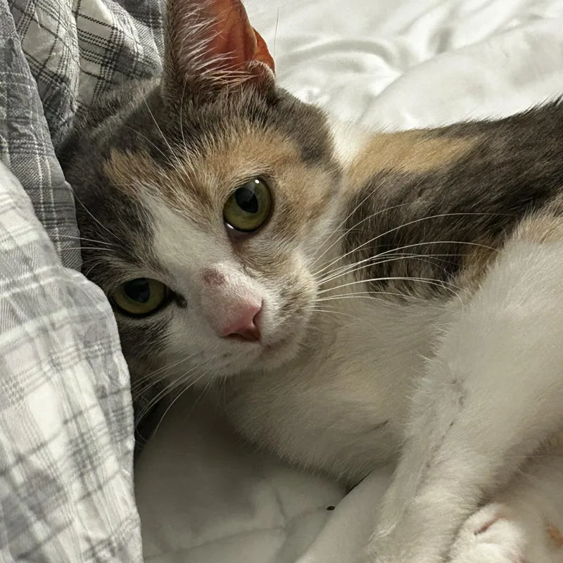 A young medium-sized female Calico Domestic Short Hair cat named Wendy Darling for adoption in Evanston, IL