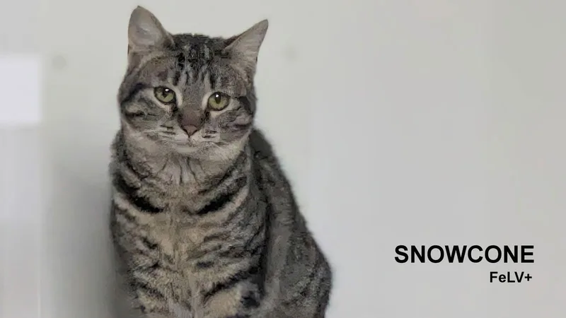 Snowcone thumbnail 2