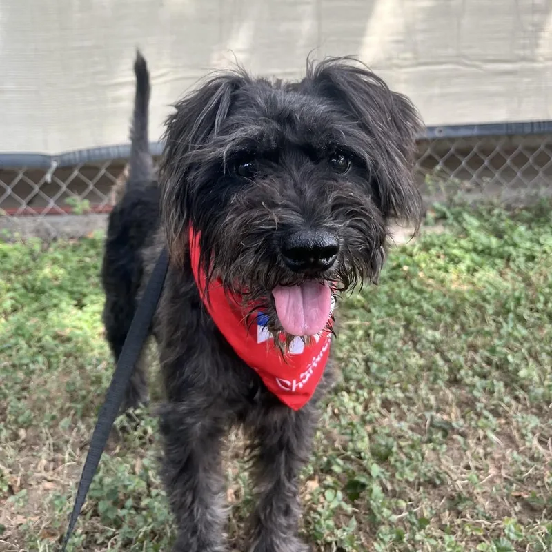 An adult medium-sized male Terrier dog named Ekko for adoption in Laredo, TX