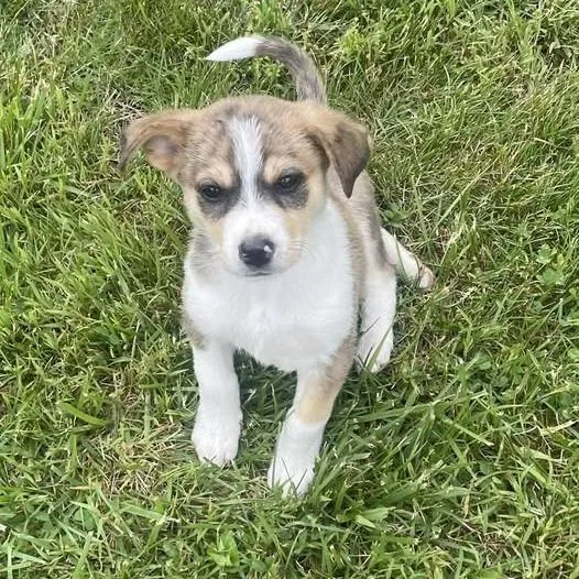 A baby small-sized male Wirehaired Terrier dog named Chipmunk for adoption in New Tazewell, TN