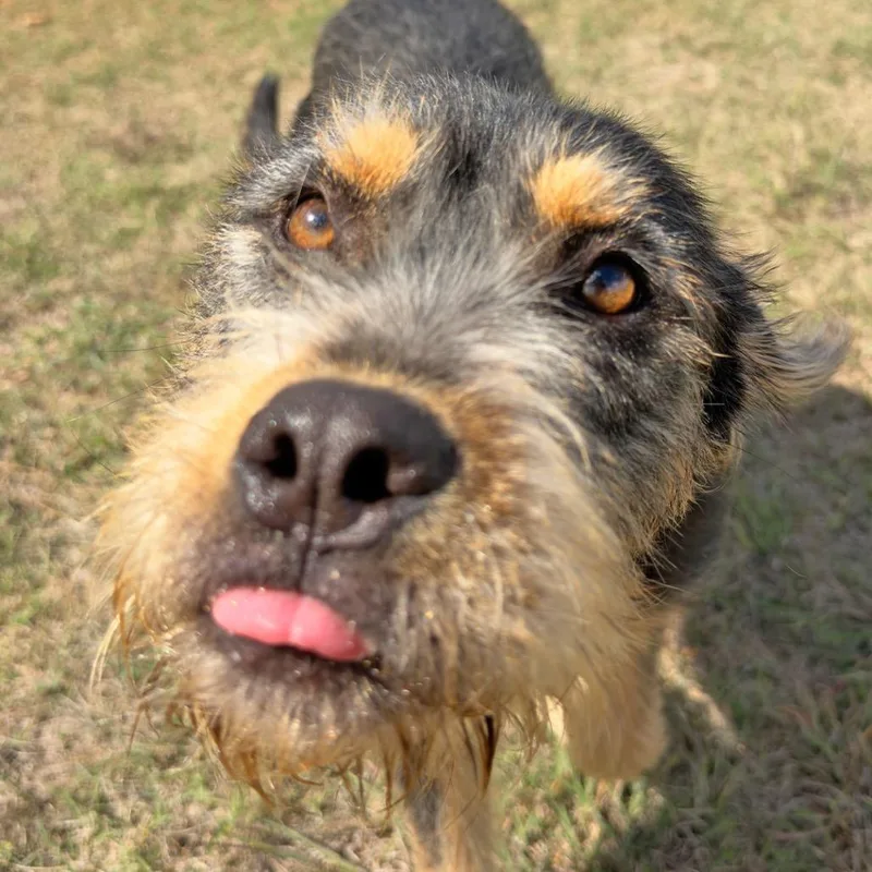 A young medium-sized male Black Mixed Breed dog named Sherlock for adoption in Leander, TX