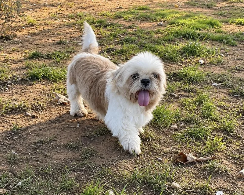 An adult small-sized female White / Cream Shih Tzu dog named Nancy for adoption in Pelham, NH