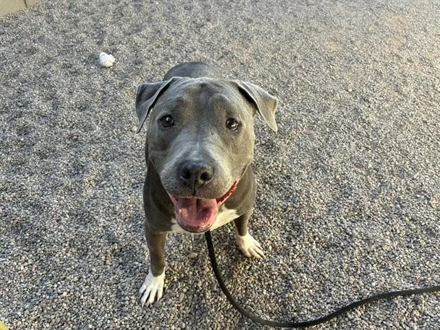 An adult large-sized male Pit Bull Terrier dog named Duck for adoption in Mesa, AZ