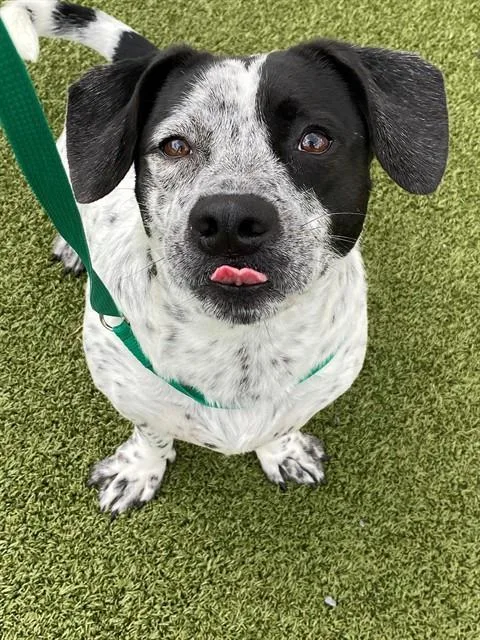 A young medium-sized male Basset Hound dog named Wesson for adoption in Fayetteville, NC
