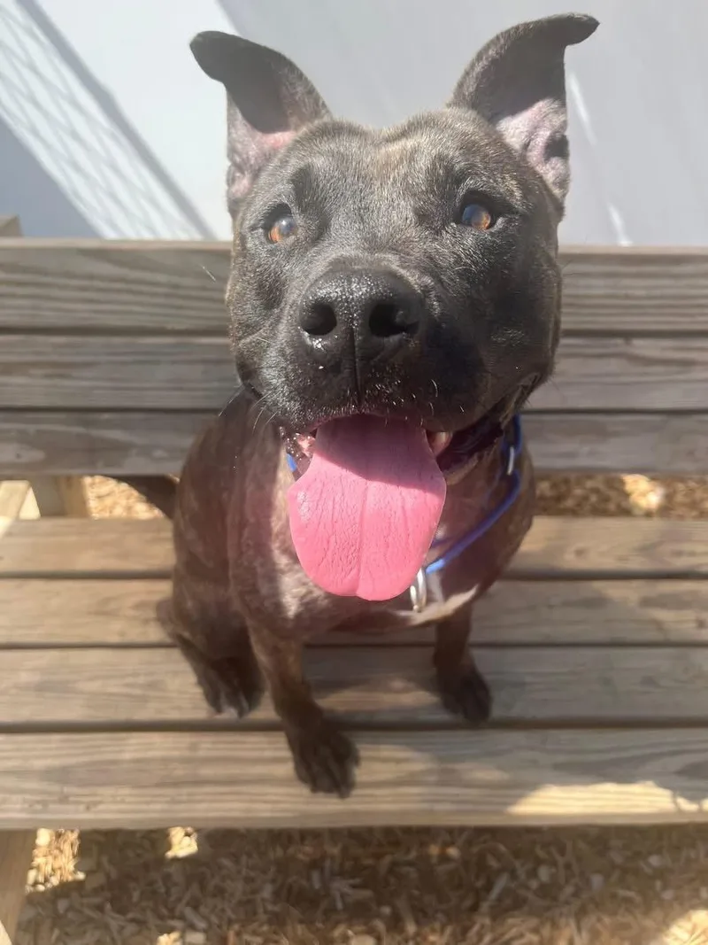 An adult medium-sized male Brindle Mixed Breed dog named Edison for adoption in Elyria, OH