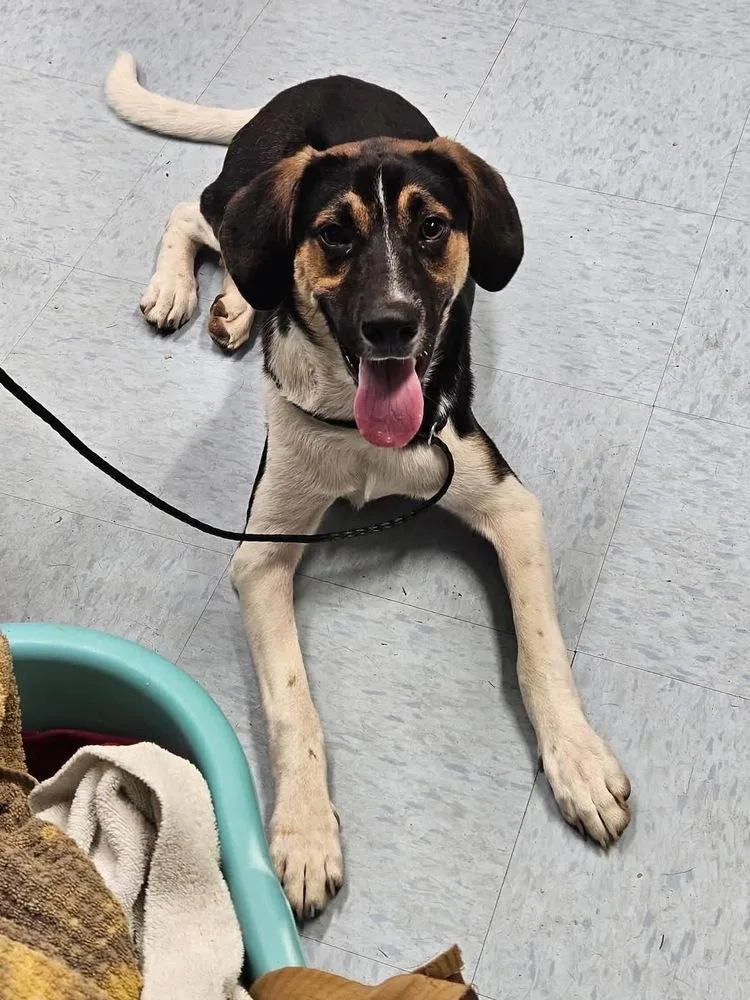A baby medium-sized male Tricolor (Brown, Black, & White) Hound dog named Bowser for adoption in Irwin, PA