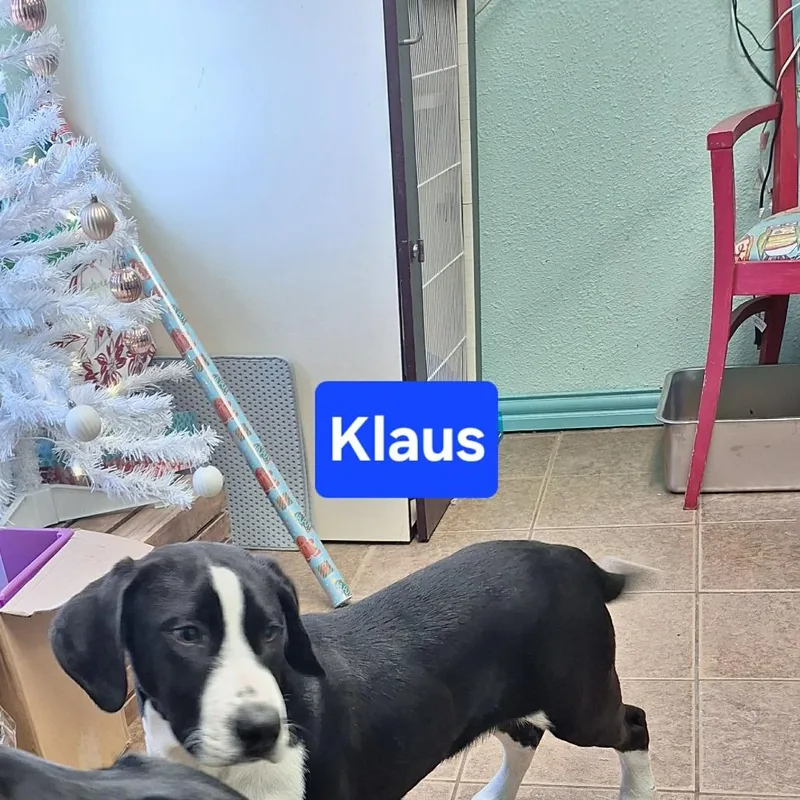 Klaus