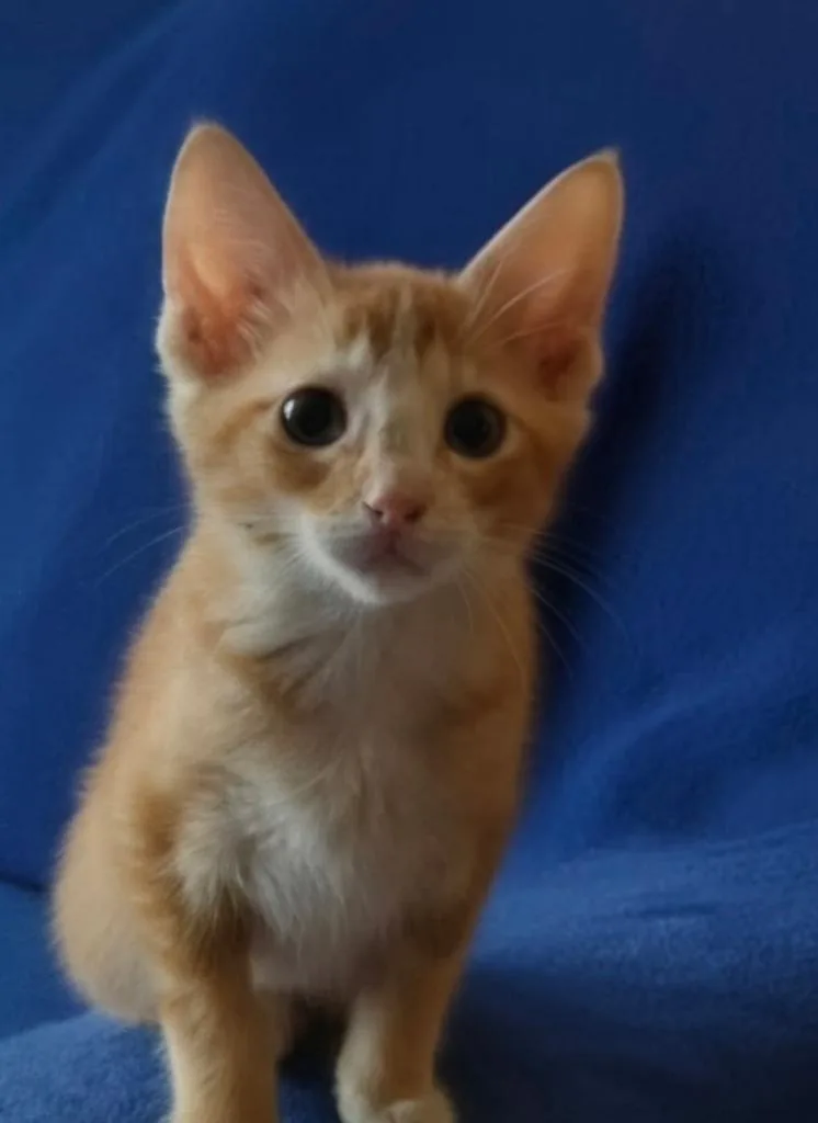 A baby small-sized male Domestic Short Hair cat named Tigger for adoption in Black River Falls, WI